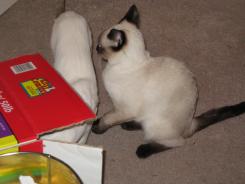 more kittens